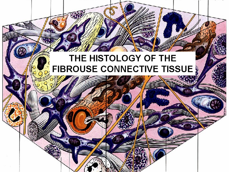 THE HISTOLOGY OF THE FIBROUSE CONNECTIVE TISSUE